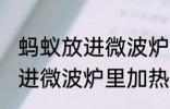 蚂蚁放进微波炉里加热会死吗 蚂蚁放进微波炉里加热会不会死