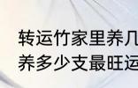 转运竹家里养几支最旺运 转运竹家里养多少支最旺运