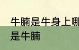 牛腩是牛身上哪里的肉 什么位置的肉是牛腩