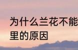 为什么兰花不能养家里 兰花不能养家里的原因