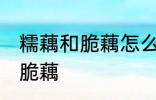 糯藕和脆藕怎么区分 如何区别糯藕和脆藕