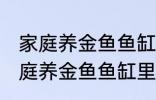 家庭养金鱼鱼缸里放什么水草好呢 家庭养金鱼鱼缸里放哪种水草好呢