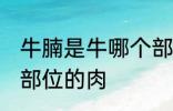 牛腩是牛哪个部位的肉 牛腩是牛什么部位的肉