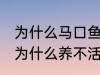 为什么马口鱼鱼缸养不活 马口鱼鱼缸为什么养不活