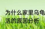 为什么家里乌龟养不活 家里乌龟养不活的原因分析